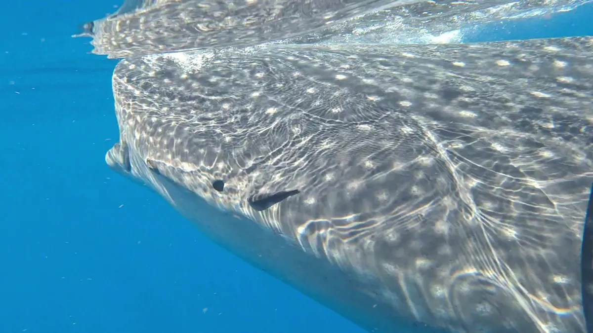 Tiburón ballena visto de cerca durante una inmersión en México